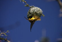 Southern Masked Weaver Nest Building