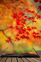 Beautiful Colorful Vibrant Red And Yellow Japanese Maple Trees In Autumn Fall Forest Woodland Landscape Detail In English Countryside Coming Out Of Pages In Magical Story Book