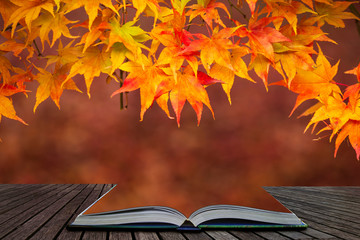 Wall Mural - Beautiful colorful vibrant red and yellow Japanese Maple trees in Autumn Fall forest woodland landscape detail in English countryside coming out of pages in magical story book