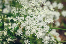 Pimpinella Major Herbaceous Perennial Plant Commonly Called Greater Burnet Saxifrage