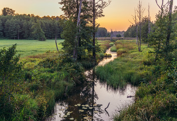 Wall Mural - River in Bialowieza Forest