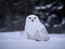 Snowy Owl (Bubo Scandiacus) On Snowy Ground. Snowy Owl Portrait. Snowy Owl Closeup Photo.