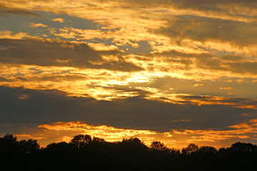 Wall Mural - Sunset over trees in France