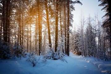 Wall Mural - Trees are in the forest in winter under snow - landscape