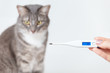 © EdNurg - A thermometer with a body temperature of a cat. The concept of pet illness and fever