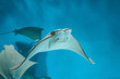 Cute stingray swims in aquarium close-up, bottom view.