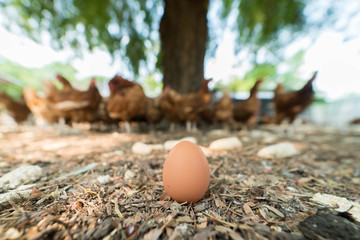 Egg on the ground with blurry hens under the tree