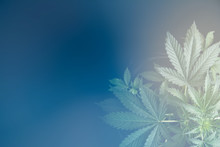 Marijuana Vegetation Plants On Black Background, Growing Cannabis Indica, Marijuana Leaves, Cultivation Cannabis, Hemp CBD, Background Green, Light Leaks Color Tones Top View