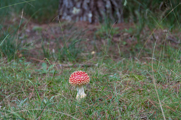 Close up of bright red fly agaric mushroom in the forest