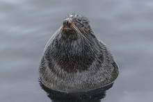 Northern Fur Seal (Callorhinus Ursinus), Very Relaxed In The Water, Like In A Spa