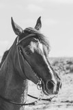 Fototapeta  - retrato de caballo en la playa en blanco y negro