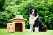 Sheepdog standing beside dog house