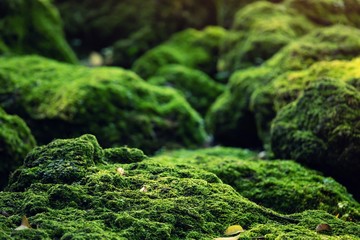 beautiful bright green moss grown up cover the rough stones and on the floor in the forest. show wit