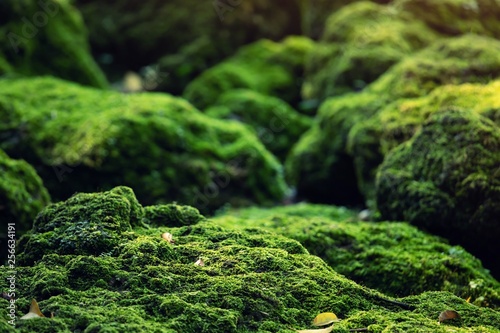 Fotomural Beautiful Bright Green moss grown up cover the rough stones and on the floor in the forest