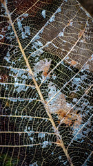 detail closeup structure of decomposed leaf. natural abstract texture background