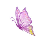 Fototapeta Motyle - watercolor purple butterfly