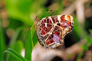 Canvas Print - Landkärtchenfalter / Landkärtchen (Araschnia levana) - Map (butterfly)