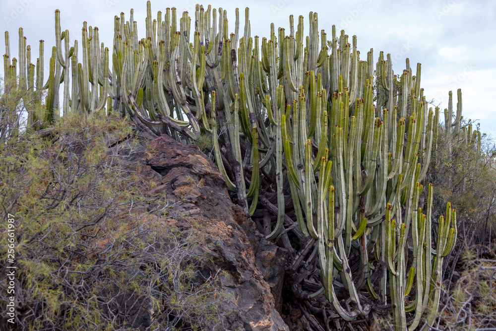 Cactus in mountain at Tenerife, Canary Islands, Spain. Stock Photo | Adobe  Stock
