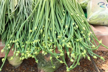 Wall Mural - Spring onion flower at market