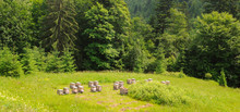 Beehives With Bees In Apiaries On A Meadow In The Forest.