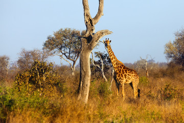the south african giraffe (giraffa camelopardalis giraffa) is standing in the savanna full of bush i