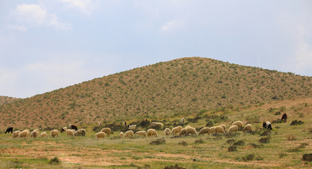 Herd of sheep walking on a meadow front of hill