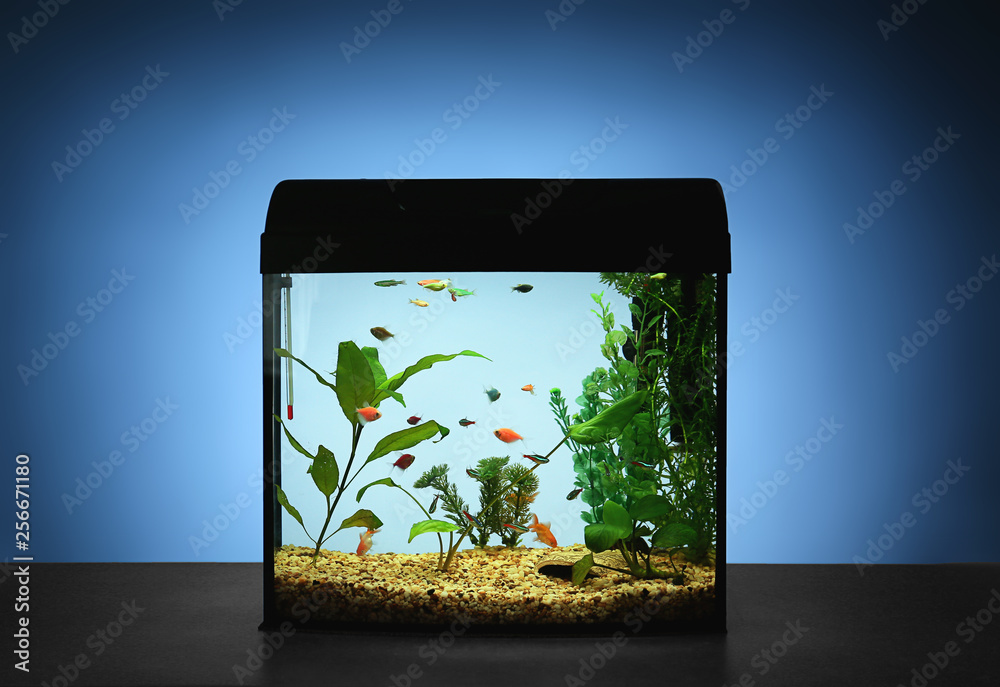 Beautiful aquarium on table against color background
