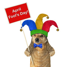 The Funny Dog In A Jester Hat Holds A Red Sign. April Fools Day. White Background. Isolated.