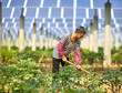 © jeson - Piled in, ground, weeding, Asia, peasant woman, under solar, photovoltaic, panel