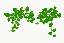 Vine Plants Set Hand Drawn Doodle Design. Vector Illustration