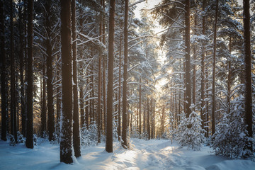 Trees are in the forest in winter under snow - landscape