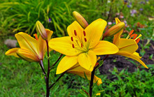 Very Beautiful Yellow Lily On A Green Background Of Juicy Grass