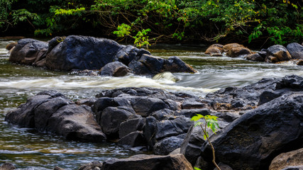 The beautiful nature of Suriname at the Kabalebo river