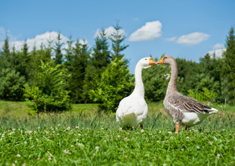 White and gray geese on green grass in sunny summer day