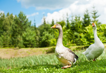 White and grey goose on green grass