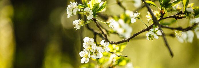 beautiful butterfly and branch of blossoming cherry in spring at sunrise on blue and pink background