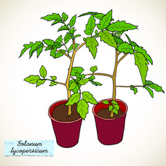 Two green tomato seedlings in a pots. Small paper label with Latin name of a plant Solanum lycopersicum. Vector illustration