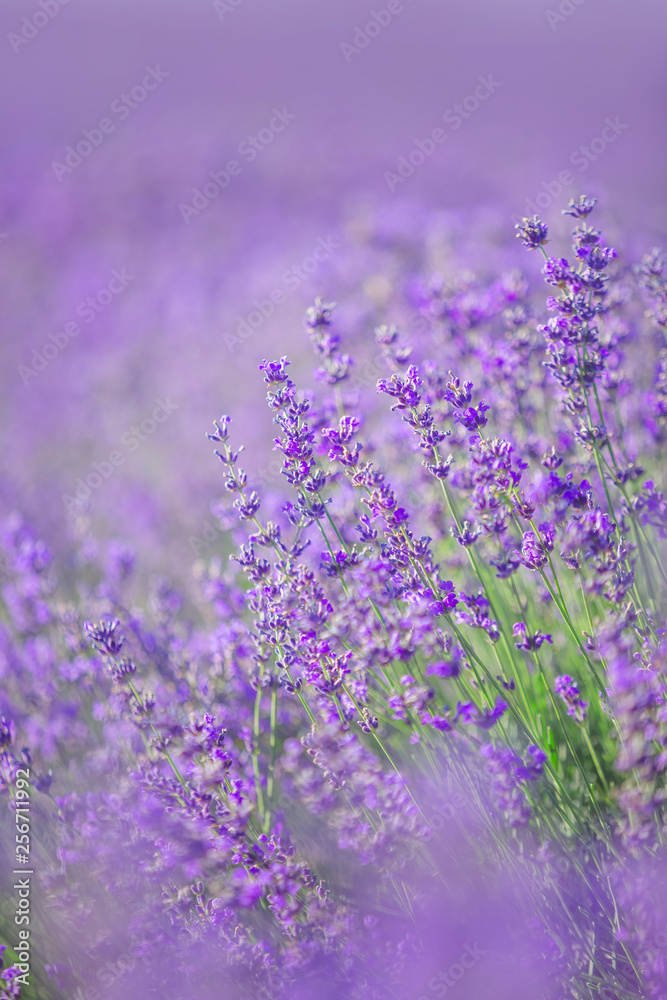 Lavender flowers in a soft focus, pastel colors and blur background ...