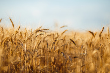  Amazing agriculture sunset landscape.Growth nature harvest. Wheat field natural product. Ears of golden wheat close up. Rural scene under sunlight. Summer background of ripening ears of landscape.