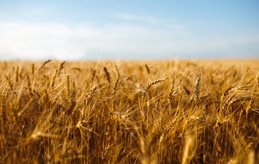 Close up nature photo Idea of a rich harvest. Amazing backdrop of ripening ears of yellow wheat field on the sunset cloudy orange sky background. Copy space of the setting sun rays on horizon in rural