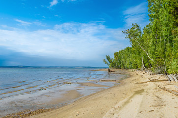 Wall Mural - panoramic view of the sandy river bank with birch forest and green leaves in summer.