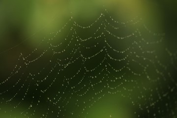 The spider web (cobweb) closeup background.