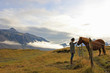Horse and woman in landscape (Iceland)