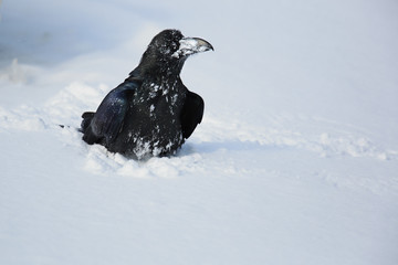 Wall Mural - Raven on the snoe II