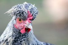 Portrait Of Speckled Gray Chicken With Big Topknot