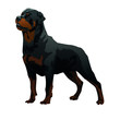 Rottweiler black big dog drawing