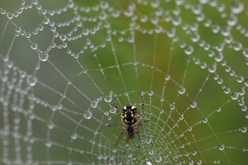 The spider web (cobweb) closeup background.