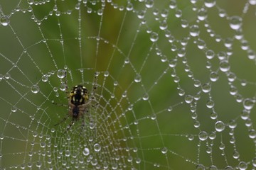 the spider web (cobweb) closeup background.