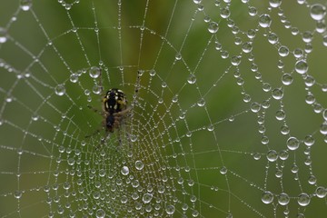 The spider web (cobweb) closeup background.
