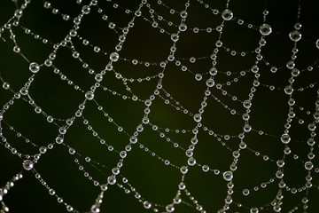  The spider web (cobweb) closeup background.